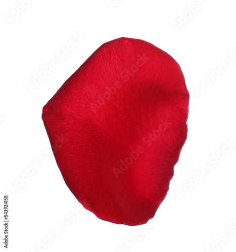 Red rose flower petal on white background