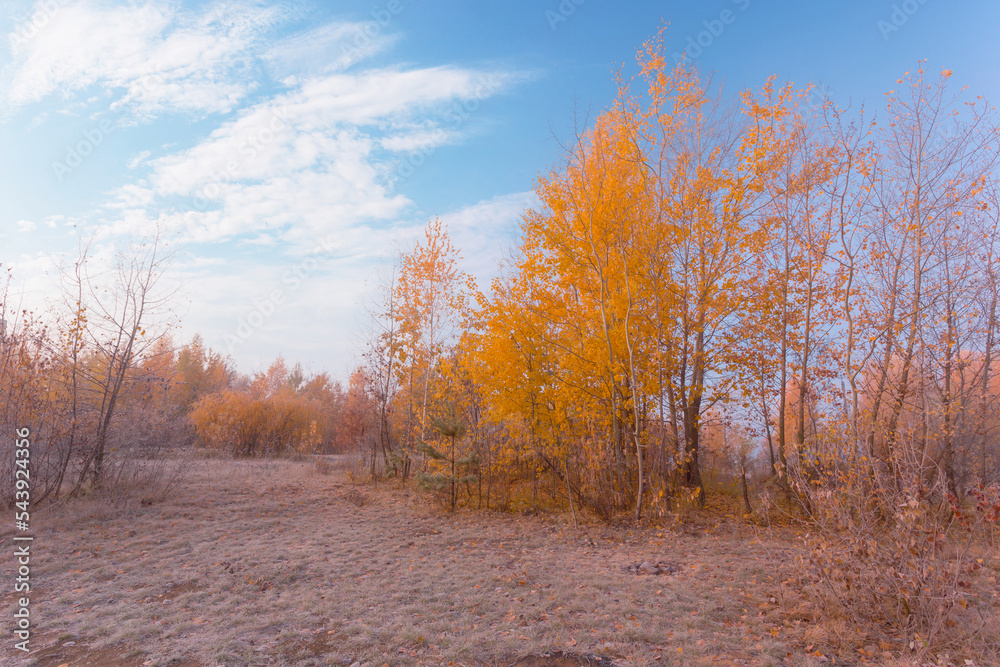 Beautiful dreamy autumn sunrise landscape. A frosty morning in a scenic golden meadow with dry grass and yellow birch trees with rime. Beautiful dreamy autumn sunrise landscape. A frosty morning in a scenic golden meadow with dry grass and yellow birch trees with rime.