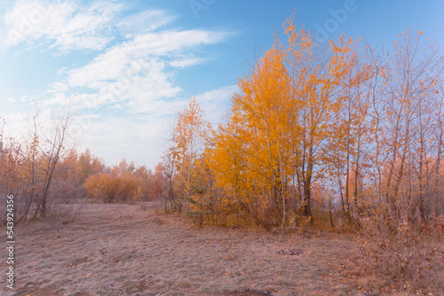 Beautiful dreamy autumn sunrise landscape. A frosty morning in a scenic golden meadow with dry grass and yellow birch trees with rime.