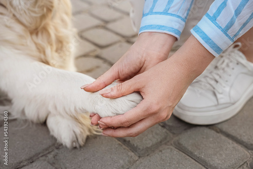 Woman holding dog's paw on city street, closeup