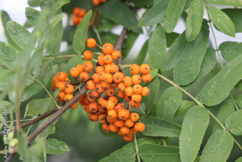 A ripening branch of red rowan in the autumn season.