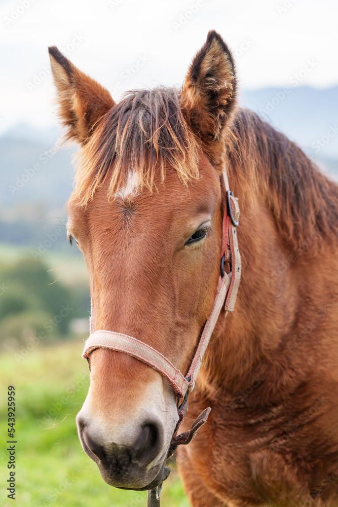 Fototapeta premium Portrait of a thoroughbred brown horse with a beautiful sad eye