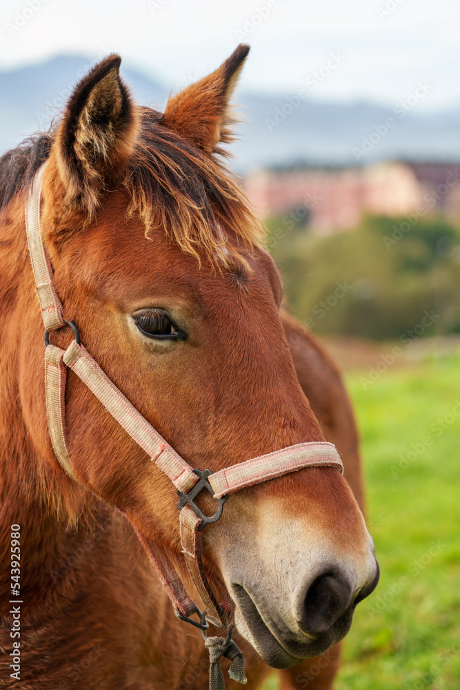 Beautiful young horse on a summer pasture Beautiful young horse on a summer pasture