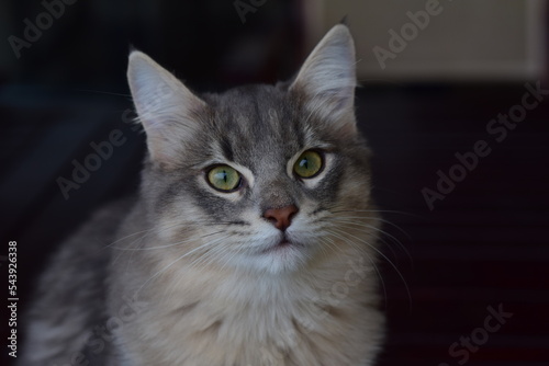 Fototapeta Naklejka Na Ścianę i Meble -  longhair gray kitten