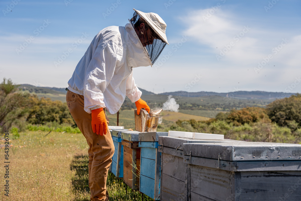 beekeeper using a smoke machine to keep the bees away from the hive for later review of the honeycombs