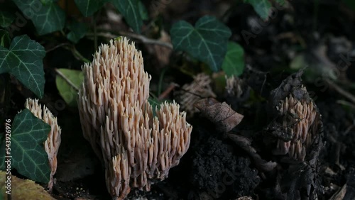 Mushrooms in the forest. Ramaria pallida mushroom. Real time of one toxic Ramaria Mairei Donk. Zoom out. photo
