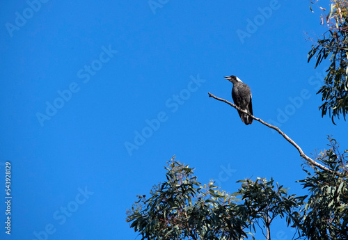 Australian Magpie (Gymnorhina tibicen) photo