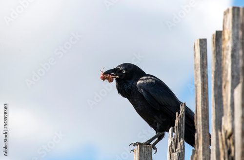 Australian Raven (Corvus coronoides) photo