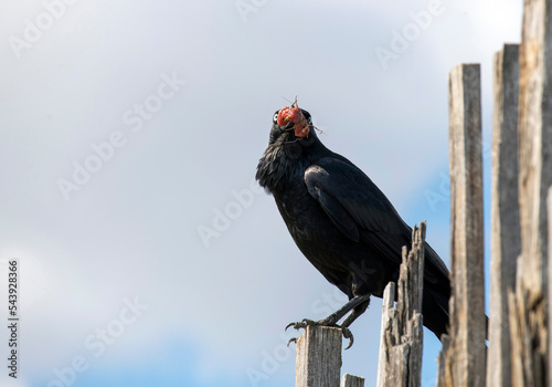 Australian Raven (Corvus coronoides) photo