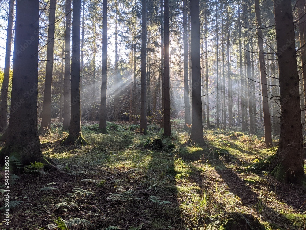 Fototapeta premium Photography of sunlit trees, sunrays in lush forest