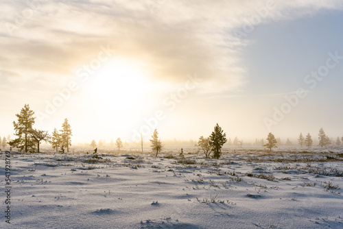 Winter sunrise landscape with snow, frozen trees in winter in Pallas, Lapland, Finland