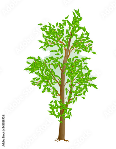 Realistic style young tree. Vector illustration.