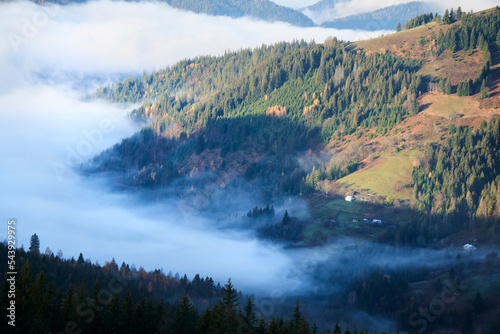 A thick fog is creeping over the pine forest. Picturesque photography of carpathian mountains with clouds. Scenic view with fog over the pine trees. Misty forest in autumn. Tourism in Ukraine.