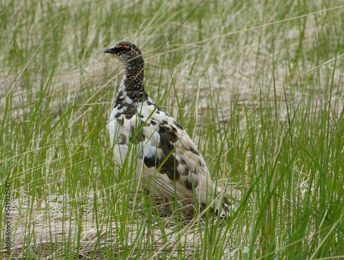  Bird Northern partridge Ptarmigan Lagopus mutus among green grass. Male of Ptarmigan. Medium-sized gamebird in the grouse family. Rock ptarmigan is seasonally camouflaged. photo