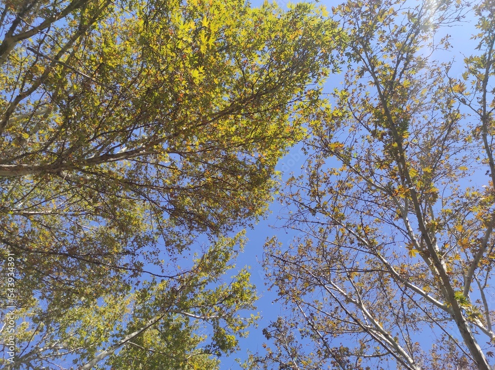 Fototapeta premium autumn leaves against blue sky