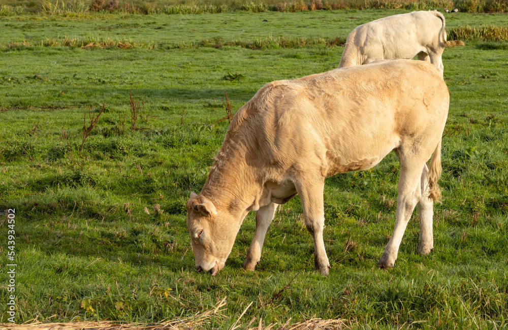 Fototapeta premium wo cows graze in the meadow in clear day