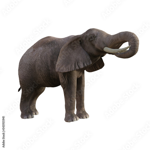 Illustration of an elephant in different poses and angles for collage or clip art. Pose number 1 isolated on white background. 3D rendering illustration.