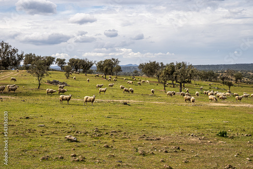 Sheeps grazing on a green meadow at Membrio, Extremadura in Spain
