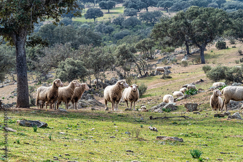 Sheeps grazing on a green meadow at Membrio, Extremadura in Spain © rudiernst