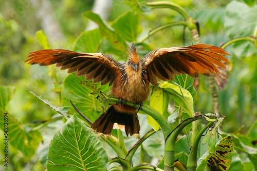 Hoatzin or hoactzin (Opisthocomus hoazin) tropical bird in Opisthocomiformes, found in swamps, riparian forests, and mangroves of the Amazon and the Orinoco basins in South America, chicks have claws photo