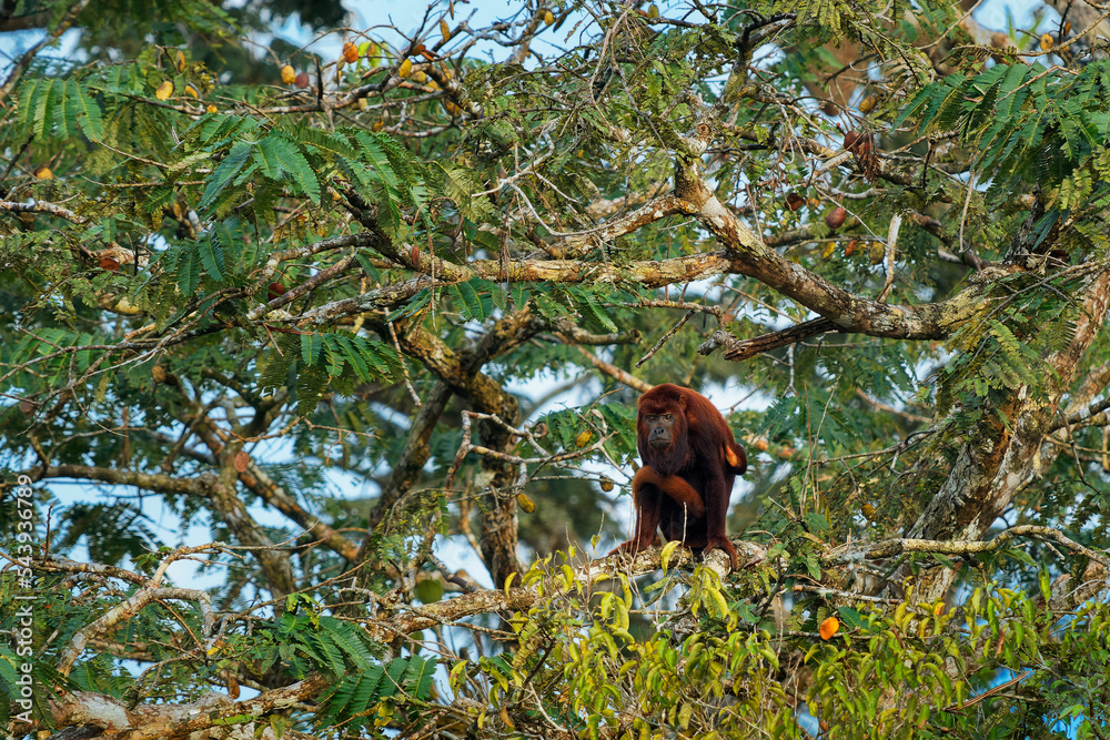 Colombian or Venezuelan red howler - Alouatta seniculus, South American species of monkey found in western Amazon Basin in Venezuela, Colombia, Ecuador, Peru, Brazil, in Bolivia Bolivian red howler.