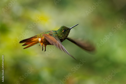 Chestnut-breasted Coronet - Boissonneaua matthewsii, green and red or rufous hummingbird in brilliants, Heliantheini in Lesbiinae, found in Colombia, Ecuador and Peru, bird on green background photo