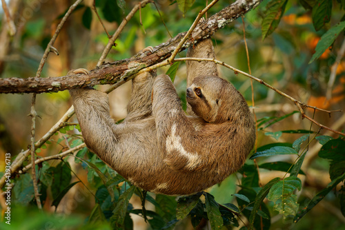 Brown-throated sloth - Bradypus variegatus species of three-toed sloth found in the Neotropical realm of Central and South America, mammal found in the forests of South and Central America. Amazonia