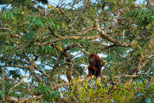 Photography Colombian or Venezuelan red howler - Alouatta seniculus, South American species of monkey found in western Amazon Basin in Venezuela, Colombia, Ecuador, Peru, Brazil, in Bolivia Bolivian red howler