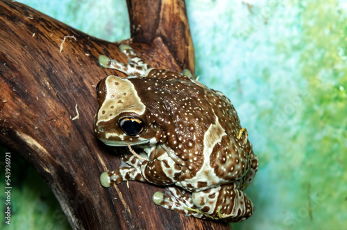  Harlequin frog. Phrynohyas resinifictrix. Close-up. photo
