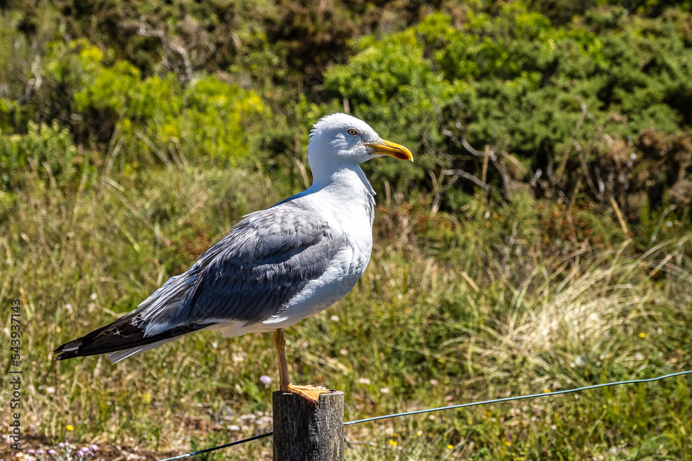 Yellow-legged Gull. Larus michahellis. Natural Park of the Cies Islands. Galicia, Spain Yellow-legged Gull. Larus michahellis. Natural Park of the Cies Islands. Galicia, Spain