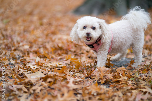 dog walking on leaves in autumn
