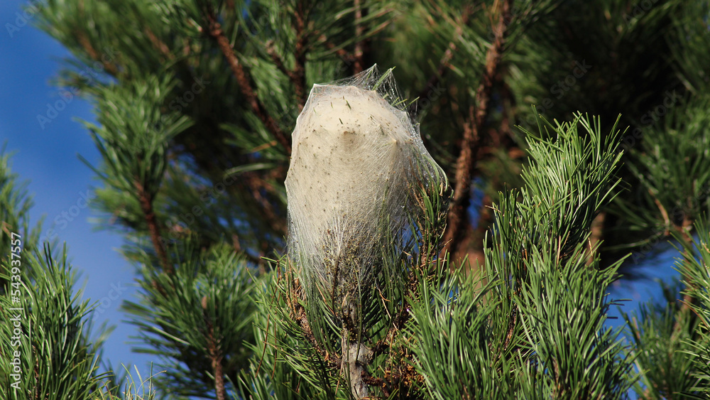 nid de chenilles (chenille) processionnaires (processionnaire) du pin — free download