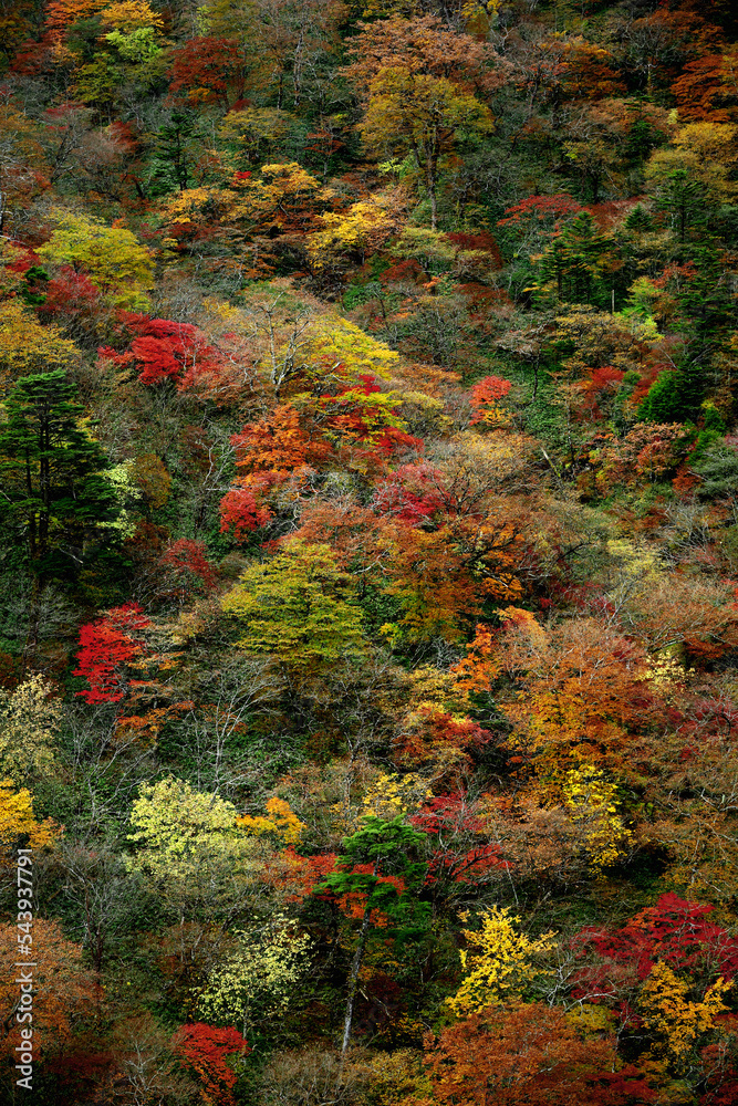 Autumn leaves in Japan, scenery of mountains in Nikko like a painting Autumn leaves in Japan, scenery of mountains in Nikko like a painting
