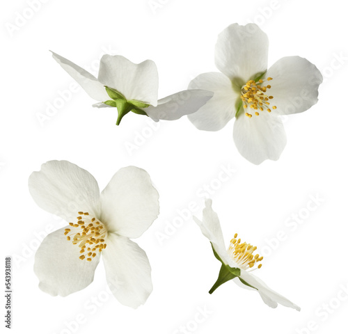 Jasmine bloom. A beautifull white flower of Jasmine falling in the air isolated