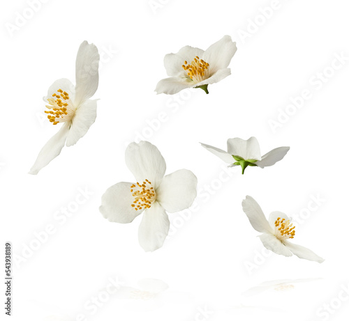 Jasmine bloom. A beautifull white flower of Jasmine falling in the air isolated photo