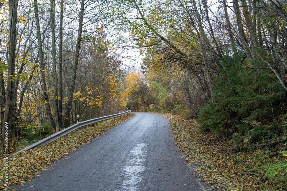 road in autumn forest road in autumn forest