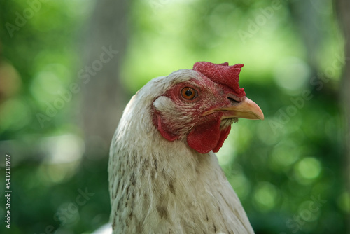 Close-up of a chicken's head.