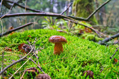 Wet from the rain, growing in moss, mushroom Imleria badia, commonly known as the bay bolete