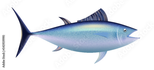 Atlantic bluefin tuna, realistic sea fish isolated. 3d tuna whole fish for restaurant emblem, menu