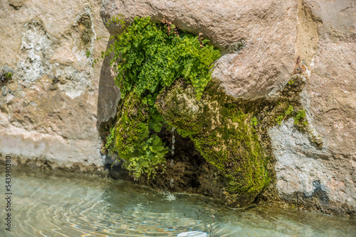 Culantrillo en la Fuente de los Ocho Caños de Ronda