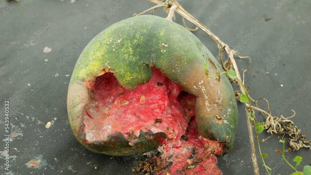 Αυτοκόλλητο Watermelon overmature rotten overripe bio farm plant mold mildew blight field pl