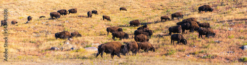 Landscape of a Small Bison Herd Moving up a Ridge near the Wildlife Loop Road in Custer State Park, South Dakota in the Autumn photo