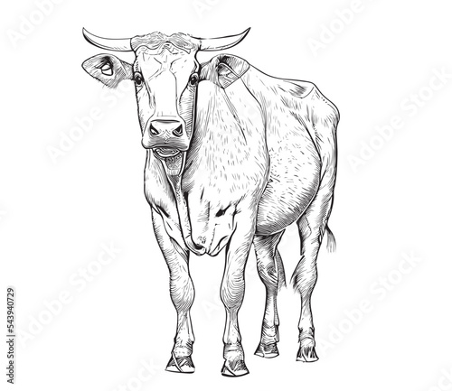 Tribal cow standing front view. Pasture cattle. Livestock. cattle. vector sketch.