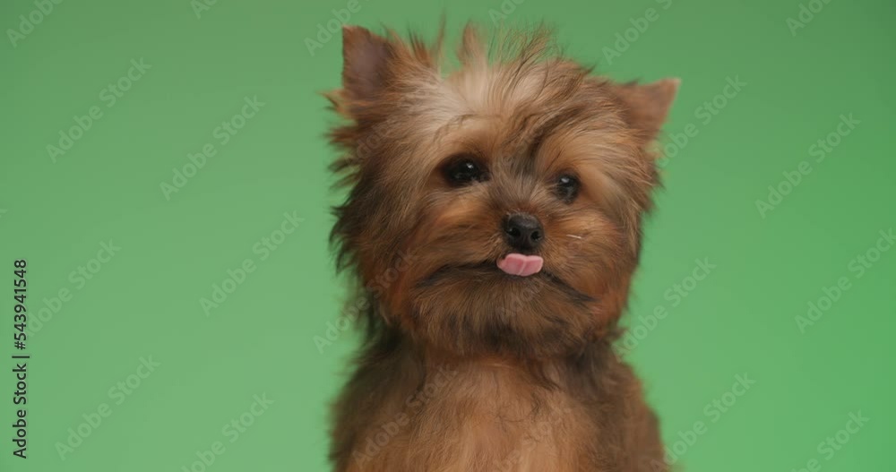 little yorkshire terrier dog licking his nose and looking to side on green background little yorkshire terrier dog licking his nose and looking to side on green background