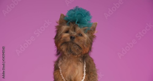 cute yorshire terrier dog shaking, wearing a blue flower, necklace and sitting on purple background  photo