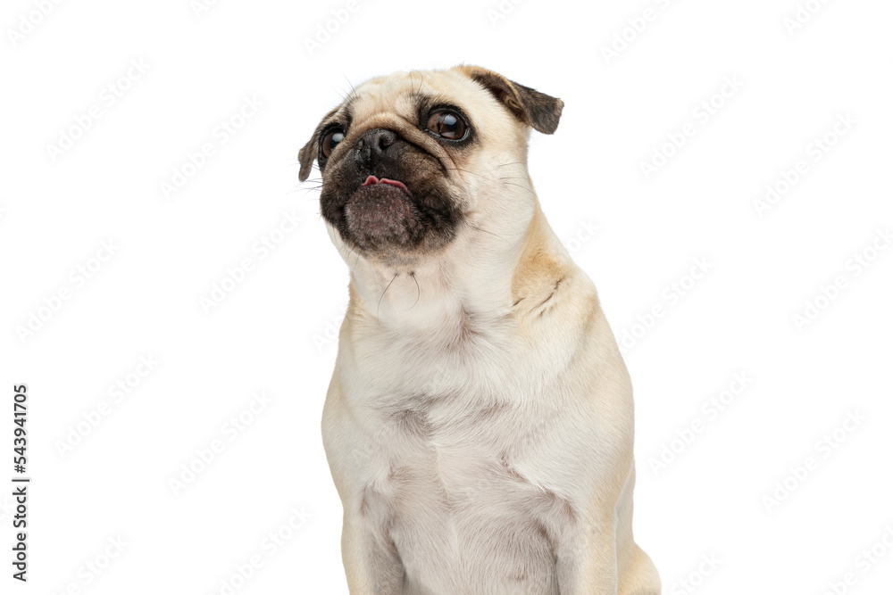 Sweet pug dog sticking out his tongue and sitting