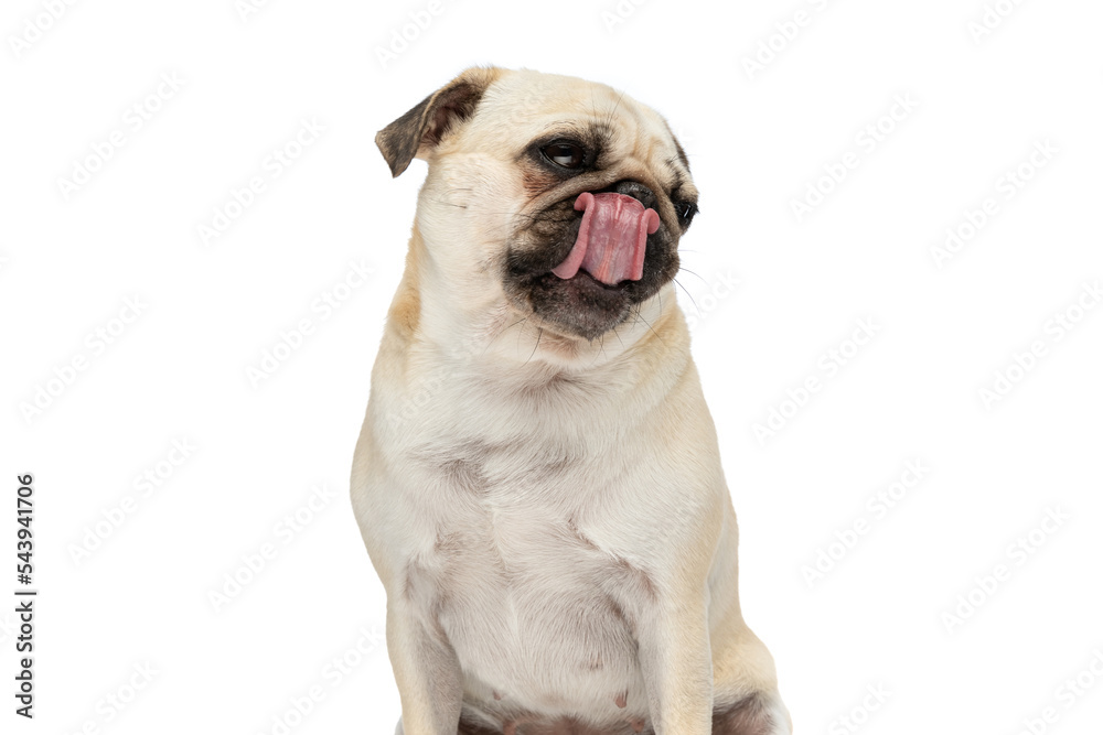 Little pug dog licking his nose while looking away
