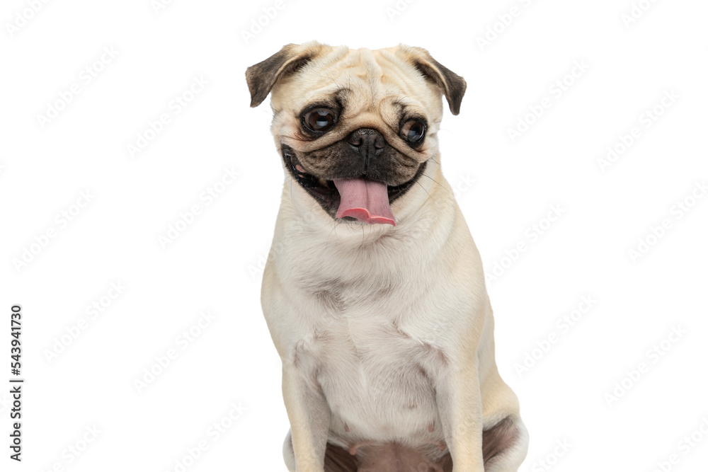 Cute pug dog sticking his tongue out while looking