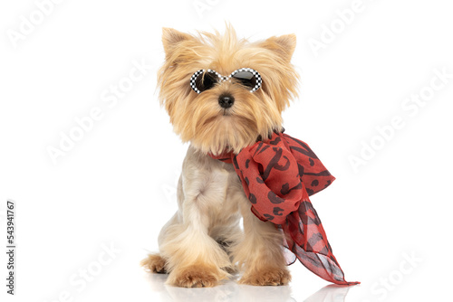 beautiful yorkshire terrier dog wearing sunglasses and bandana photo