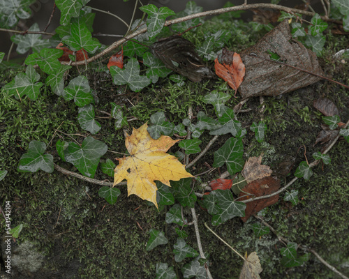 autumn leaves on the ground